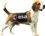 Ein Beagle Zwo